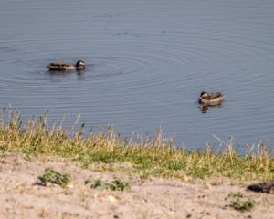 13.9.2019 - Chobe Riverfront - Red-billed Teal