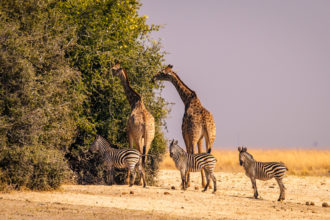 13.9.2019 - Chobe Riverfront - Giraffen und Zebras