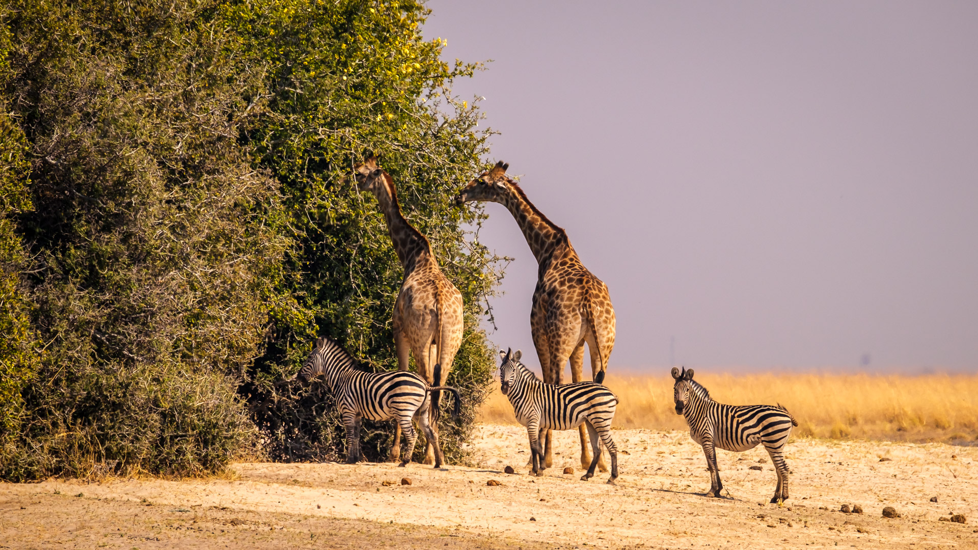13.9.2019 - Chobe Riverfront - Giraffen und Zebras