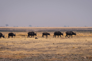 13.9.2019 - Chobe Riverfront - Büffelherde