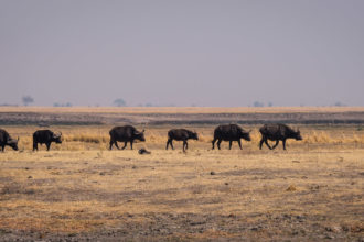 13.9.2019 - Chobe Riverfront - Büffelherde