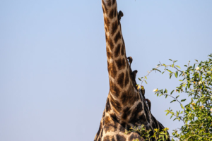 13.9.2019 - Chobe Riverfront - Giraffe mit Oxpeckers