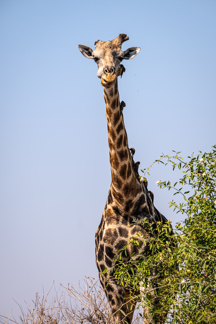 13.9.2019 - Chobe Riverfront - Giraffe mit Oxpeckers