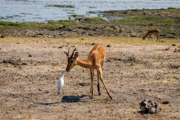13.9.2019 - Chobe Riverfront - Impala und Little Egret