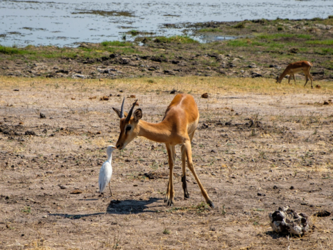 13.9.2019 - Chobe Riverfront - Impala und Little Egret