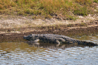 13.9.2019 - Chobe Riverfront