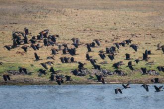 13.9.2019 - Chobe Riverfront - White-faced (Whistling) Duck