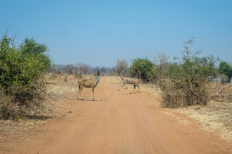 13.9.2019 - Chobe Riverfront - Kudu, Roadblock