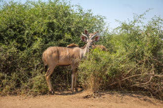 13.9.2019 - Chobe Route 17 - Kudu