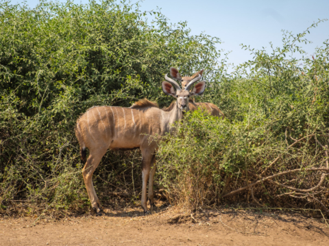 13.9.2019 - Chobe Route 17 - Kudu