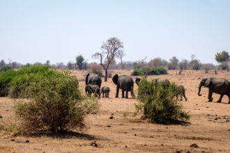 13.9.2019 - Chobe Route 17