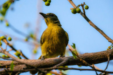 13.9.2019 - Caprivi Houseboat Safari Lodge - Yellow-bellied Greenbul