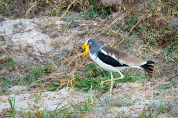 14.9.2019 - Sambesi, Sunset Boat Tour - White-crowned Lapwing