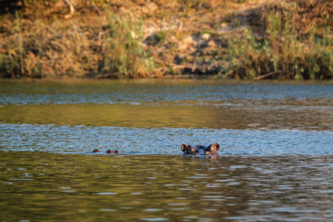 14.9.2019 - Sambesi, Sunset Boat Tour - Hippo