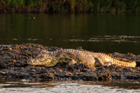 14.9.2019 - Sambesi, Sunset Boat Tour