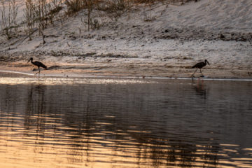 14.9.2019 - Sambesi, Sunset Boat Tour - Open-billed Stork