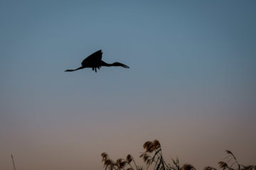 14.9.2019 - Sambesi, Sunset Boat Tour - Open-billed Stork