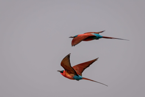 15.9.2019 - Carmine Bee-eater Colony