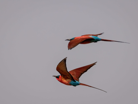 15.9.2019 - Carmine Bee-eater Colony