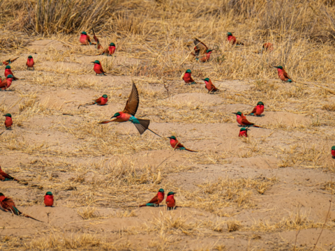 15.9.2019 - Carmine Bee-eater Colony