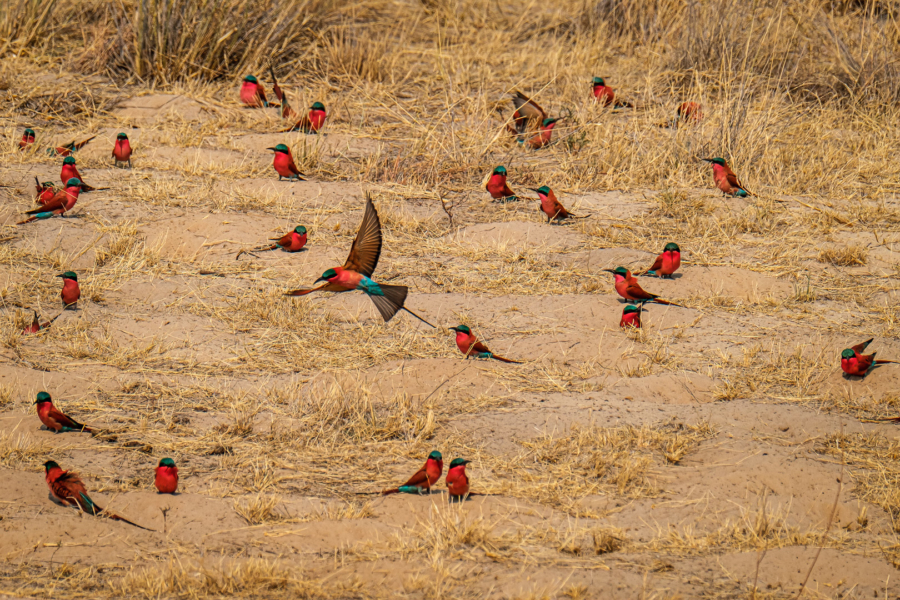 15.9.2019 - Carmine Bee-eater Colony