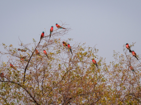 15.9.2019 - Carmine Bee-eater Colony