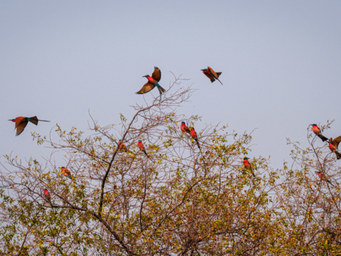 15.9.2019 - Carmine Bee-eater Colony