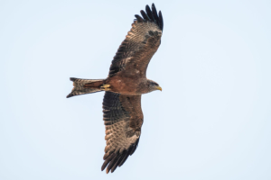 15.9.2019 - Carmine Bee-eater Colony, Yellow-billed Kite