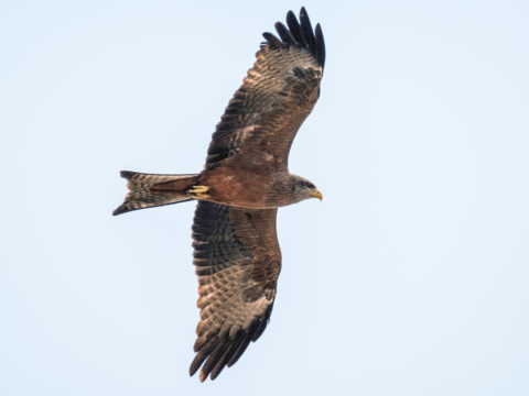 15.9.2019 - Carmine Bee-eater Colony, Yellow-billed Kite