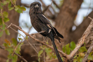 15.9.2019 - Nkasa Rupara NP - Magpie Shrike