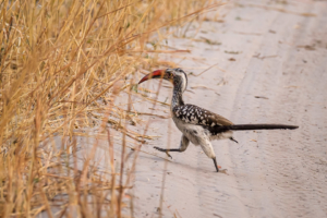 15.9.2019 - Nkasa Rupara NP - Red-billed Hornbill