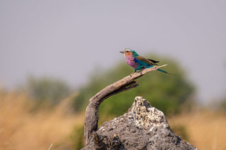 16.9.2019 - Nkasa Rupara NP - Lilac-breasted Roller