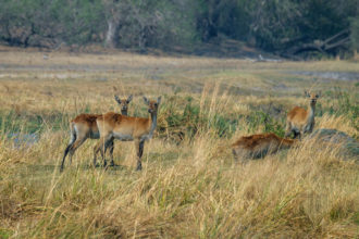 16.9.2019 - Nkasa Rupara NP - Red Lechwe