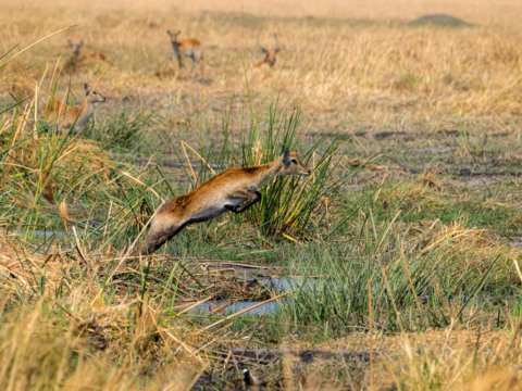 16.9.2019 - Nkasa Rupara NP - Red Lechwe