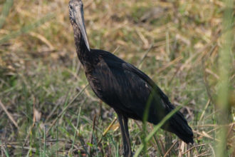 16.9.2019 - Nkasa Rupara NP - Open-billed Stork