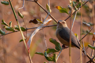 16.9.2019 - Livingstone's Camp - Long-billed Crombec