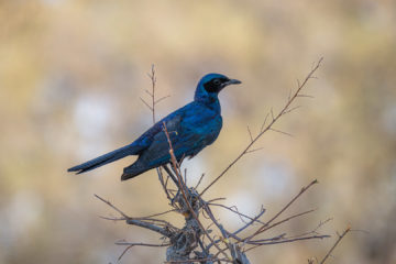 17.9.2019 - Buffalo Core Area - Burchell's Starling