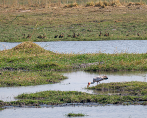 17.9.2019 - Buffalo Core Area - Yellow-billed Stork