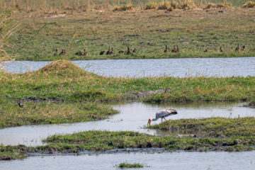 17.9.2019 - Buffalo Core Area - Yellow-billed Stork