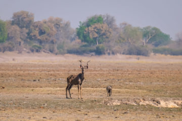 17.9.2019 - Buffalo Core Area - Kudu, Warthog