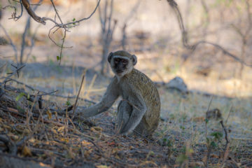 17.9.2019 - Buffalo Core Area - Vervet Monkey