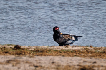 17.9.2019 - Buffalo Core Area - Bateleur