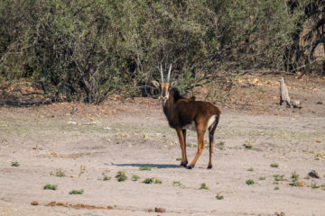 17.9.2019 - Buffalo Core Area - Sable Antelope