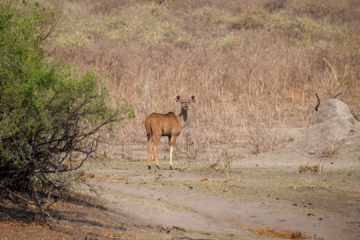 17.9.2019 - Buffalo Core Area - Kudu