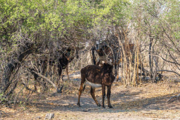 17.9.2019 - Buffalo Core Area - Sable Antelope