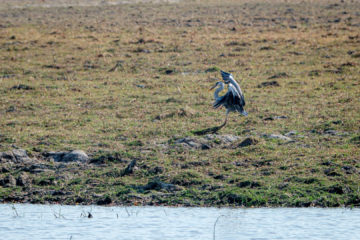 17.9.2019 - Buffalo Core Area - Grey Heron