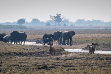 17.9.2019 - Buffalo Core Area - Elefanten, Kudus