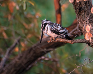 18.9.2019 - RiverDance, Sunrise Boat Tour - Pied Kingfisher