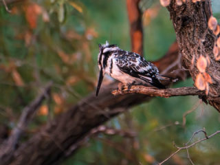 18.9.2019 - RiverDance, Sunrise Boat Tour - Pied Kingfisher