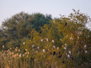 18.9.2019 - RiverDance, Sunrise Boat Tour - African Darters, Cattle Egrets, Reed Cormorants